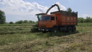 Какие травы в почете у буренок 